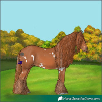 Horse Color:White Spotted Chestnut Rabicano 