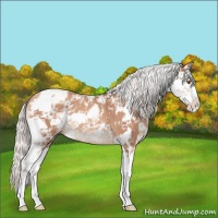 Horse Color:Silver Classic Champagne Sabino 