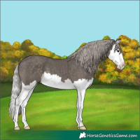 Horse Color:Silver Black Splash 