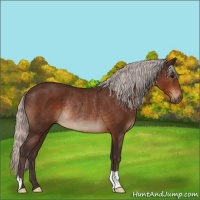 Horse Color:Silver Brown Rabicano 
