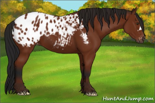 Horse Color:Gray Bay Blanket 