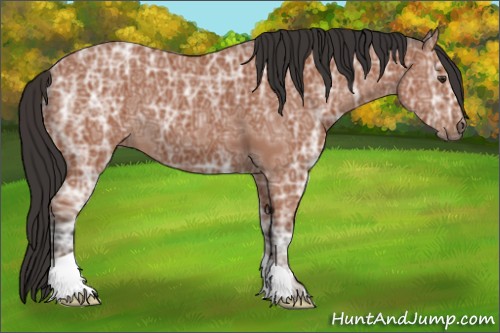 Horse Color:Bay Ice Roan
