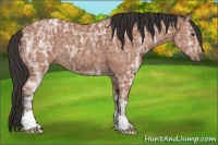 Horse Color:Bay Ice Roan