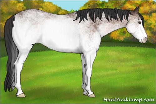 Horse Color:White Spotted Bay Sabino