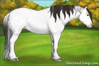 Horse Color:White Spotted Bay Splash Tobiano Varnish