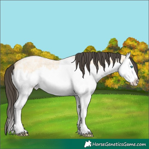 Horse Color:Buckskin Ice Roan Splash 