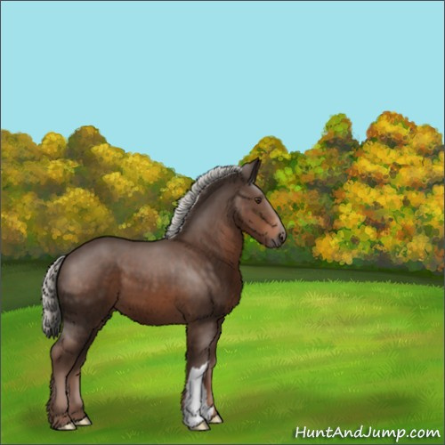 Horse Color:Liver Chestnut Mushroom