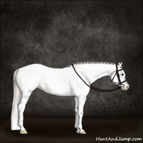 Horse Color:White Spotted Bay Dun Rabicano  and White Spotted Silver Bay Dun Rabicano 
