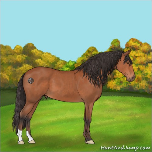 Horse Color:Bay 