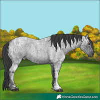Horse Color:Blue Ice Roan Rabicano