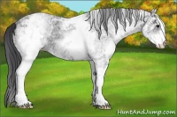 Horse Color:White Spotted Blue Ice Roan Rabicano