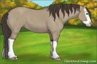 Horse Color:Smoky Grullo Splash 