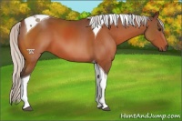 Horse Color:Silver Brown Tobiano 