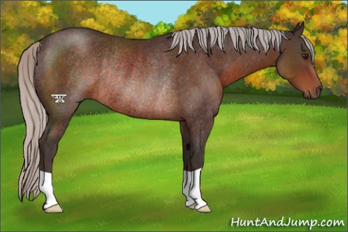 Horse Color:Silver Brown Rabicano