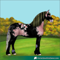 Horse Color:Painted Watercolor Grullo Splash Tobiano 