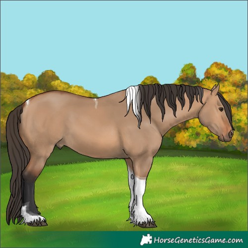 Horse Color:Bay Dun Tobiano 