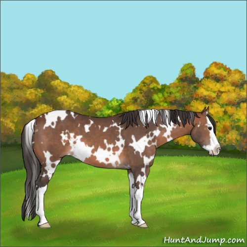 Horse Color:White Spotted Brown Splash 