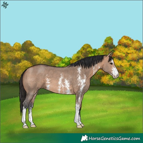 Horse Color:Bay Dun Sabino 