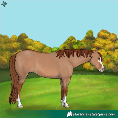 Horse Color:Red Dun Sabino 