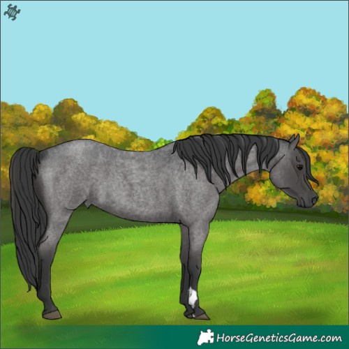Horse Color:Blue Roan 