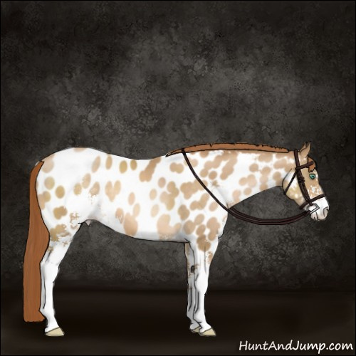 Horse Color:Smoky Black Pearl Sabino Appaloosa 