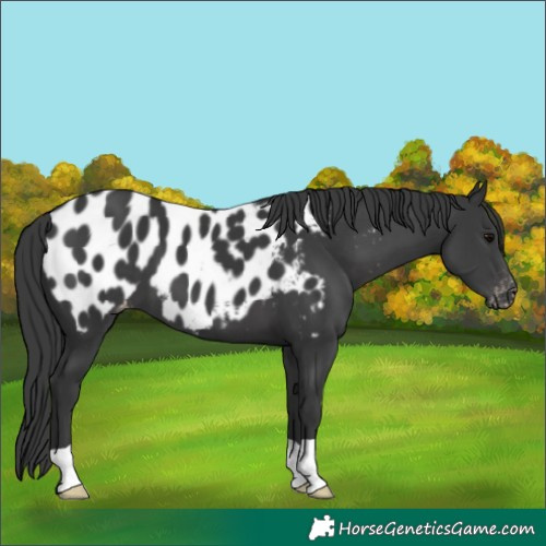 Horse Color:Black Appaloosa