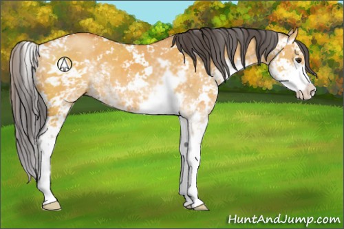 Horse Color:Buckskin Dun Sabino 