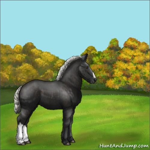 Horse Color:Liver Chestnut Mushroom