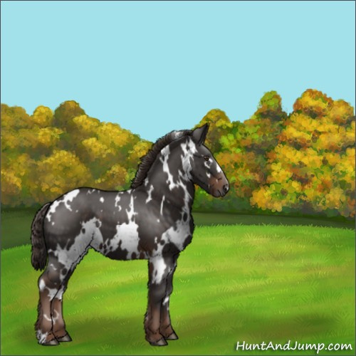Horse Color:White Spotted Liver Chestnut 