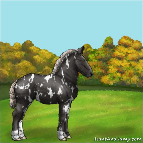 Horse Color:White Spotted Liver Chestnut Mushroom