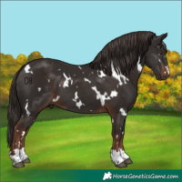 Horse Color:White Spotted Liver Chestnut