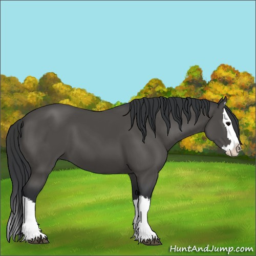 Horse Color:Black Splash 