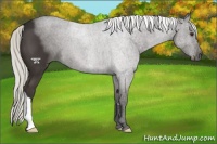 Horse Color:Liver Chestnut Mushroom 