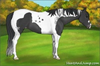 Horse Color:Black Tobiano Varnish 