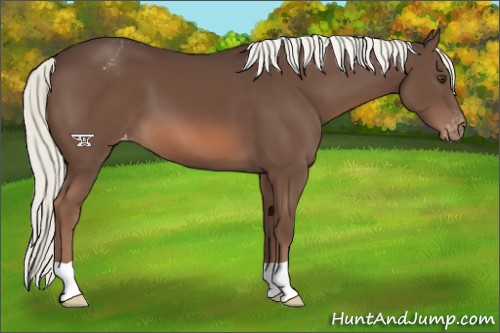 Horse Color:Liver Chestnut Mushroom Appaloosa 