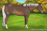Horse Color:Liver Chestnut Mushroom Appaloosa 