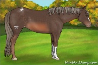 Horse Color:Liver Chestnut Mushroom Varnish 