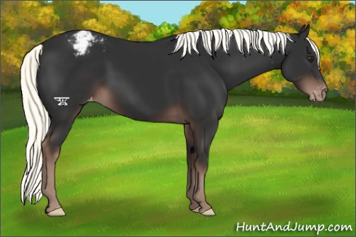 Horse Color:Liver Chestnut Mushroom Varnish