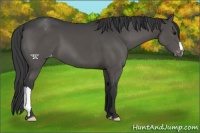 Horse Color:Black Mushroom Appaloosa 