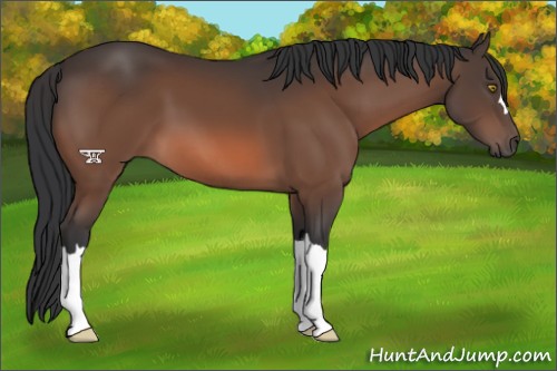 Horse Color:Brown Mushroom 