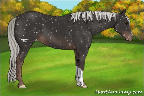 Horse Color:Liver Chestnut Mushroom Appaloosa 