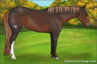 Horse Color:Liver Chestnut Appaloosa 
