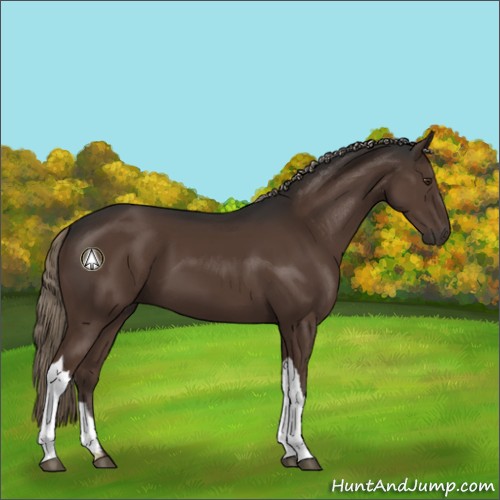 Horse Color:Liver Chestnut Mushroom 