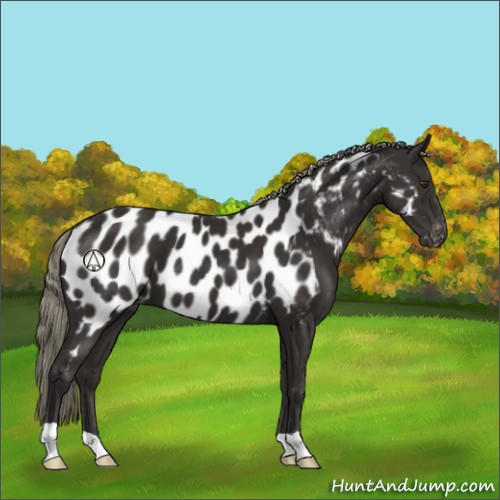 Horse Color:Liver Chestnut Mushroom Appaloosa 