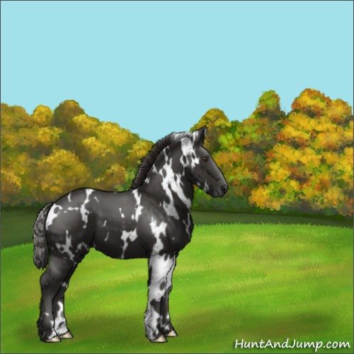 Horse Color:White Spotted Liver Chestnut 