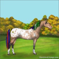 Horse Color:Painted Bay Dun Tobiano Appaloosa 