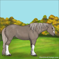 Horse Color:Silver Grullo