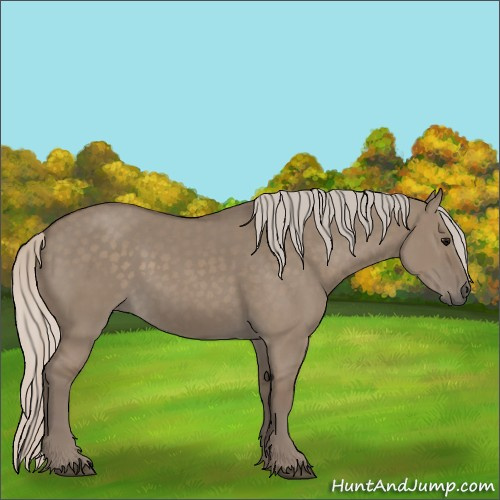 Horse Color:Silver Grullo 