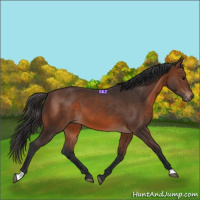 Horse Color:Brown 