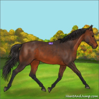 Horse Color:Brown 
